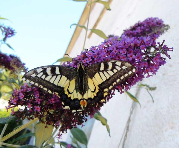 A swallowtail on the buddleia by the house