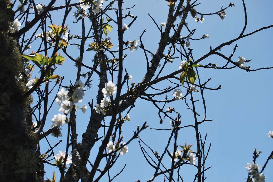 Cherry blossom against a clear spring sky