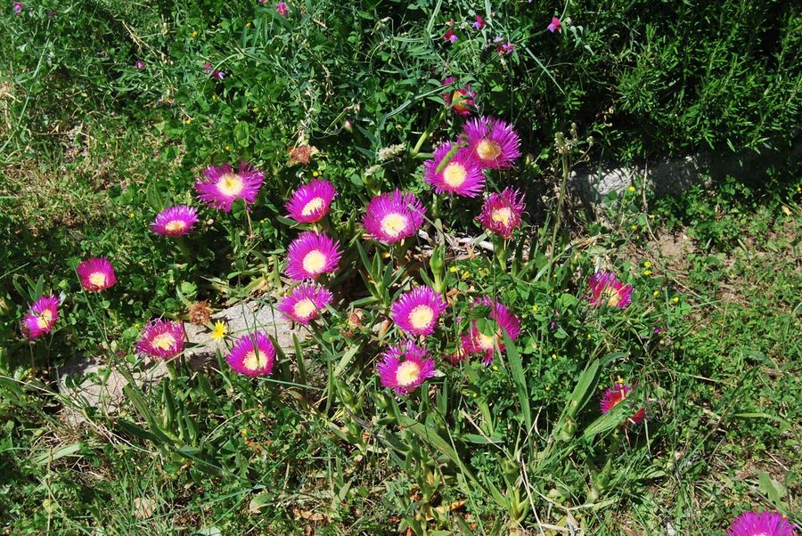 Ice plant in flower along the path