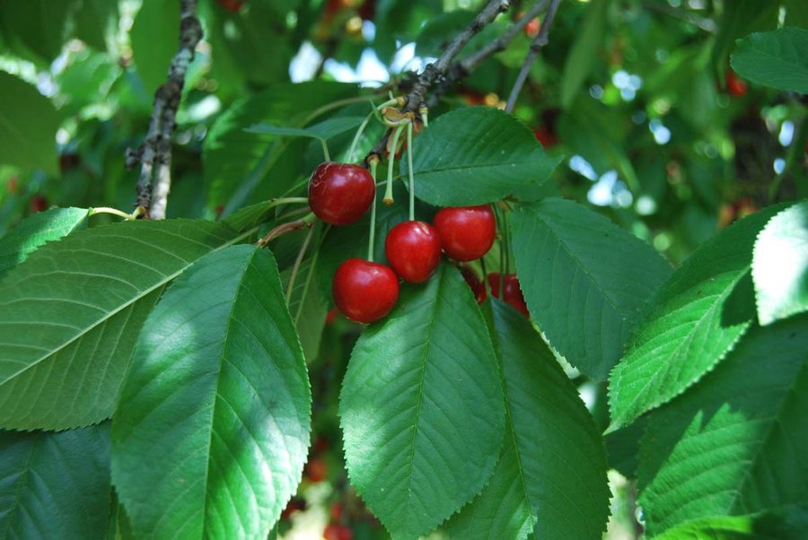 Cherries on the tree
