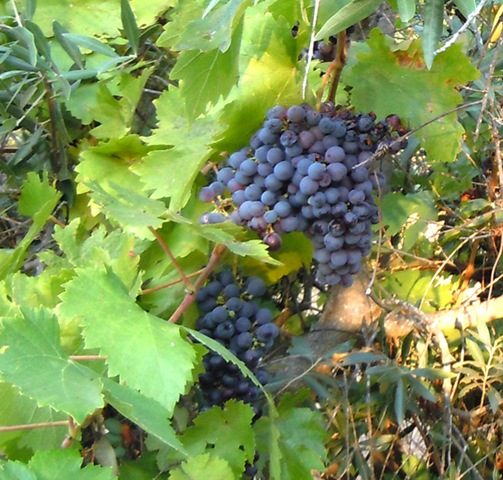 Grapes on the vine