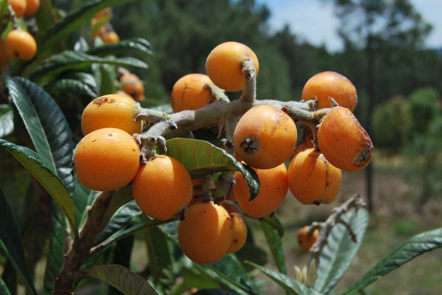 Loquats ripening — nêsperas, one of the first fruits of the year
