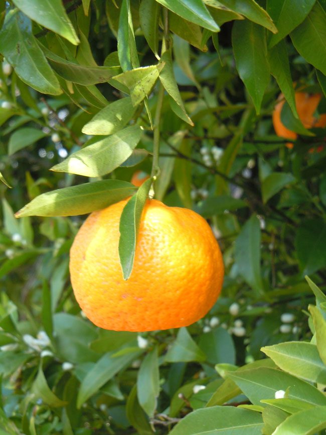 A mandarin on the tree, with blossom already setting behind it