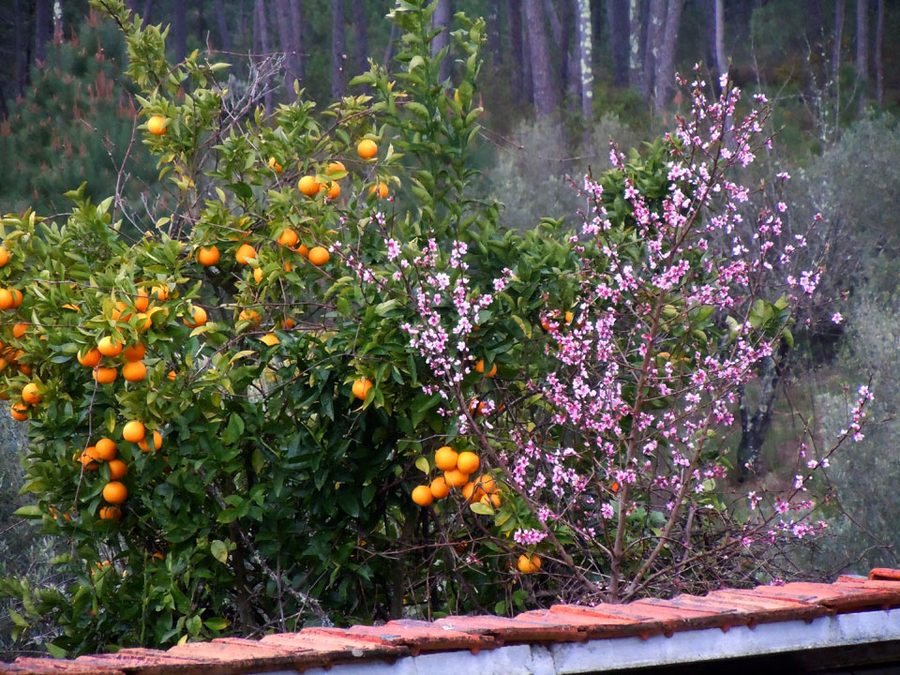 Oranges still on the tree while the next blossom opens