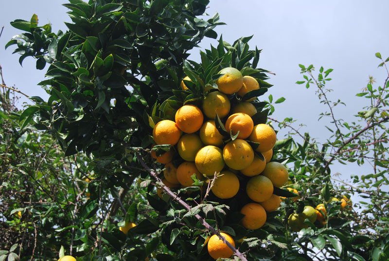 Oranges ready to pick