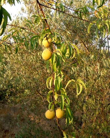 Peaches ripening among the olives