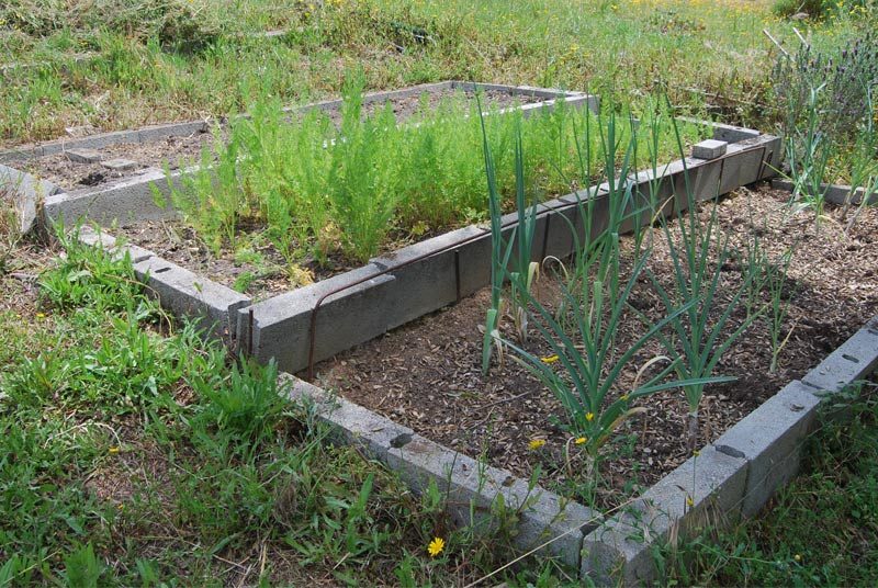 Raised beds in early summer — leeks and carrots coming on