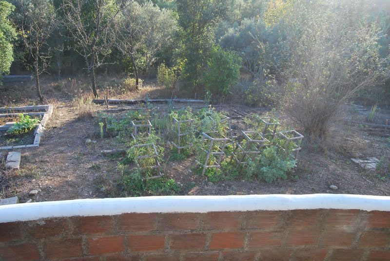 The vegetable garden in autumn, tomato frames still standing