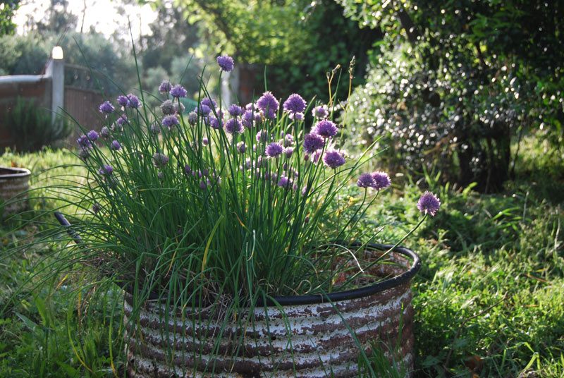 Chives flowering in an old barrel, early evening