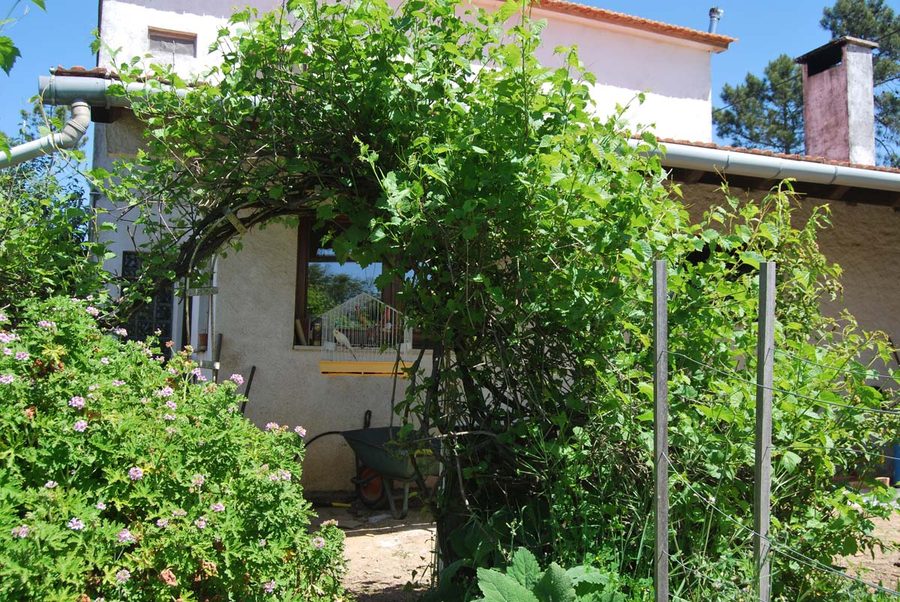 The house from the garden, with the grape vine over the walkway