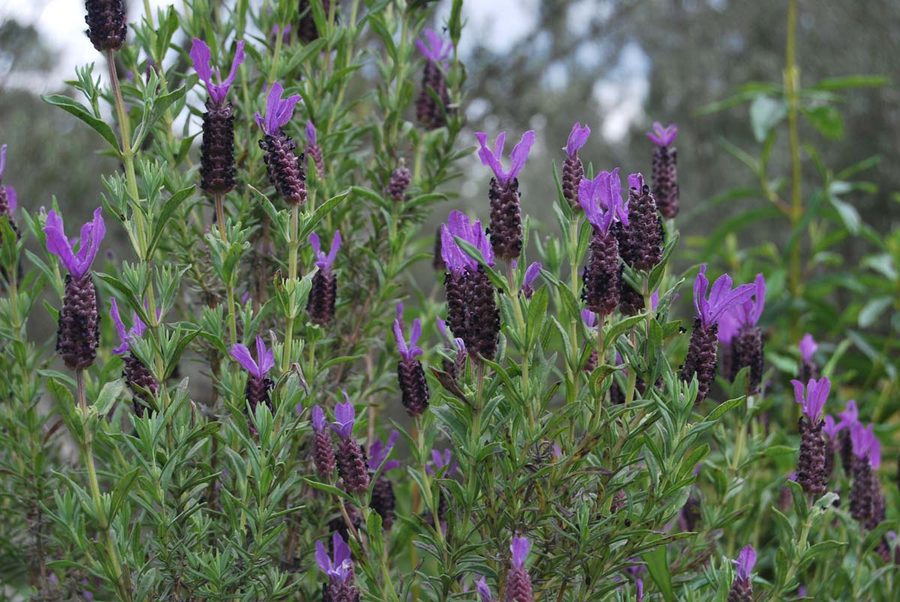 Spanish lavender through the meadow