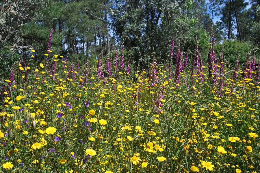 Wildflower meadow in late spring — foxgloves and corn marigolds