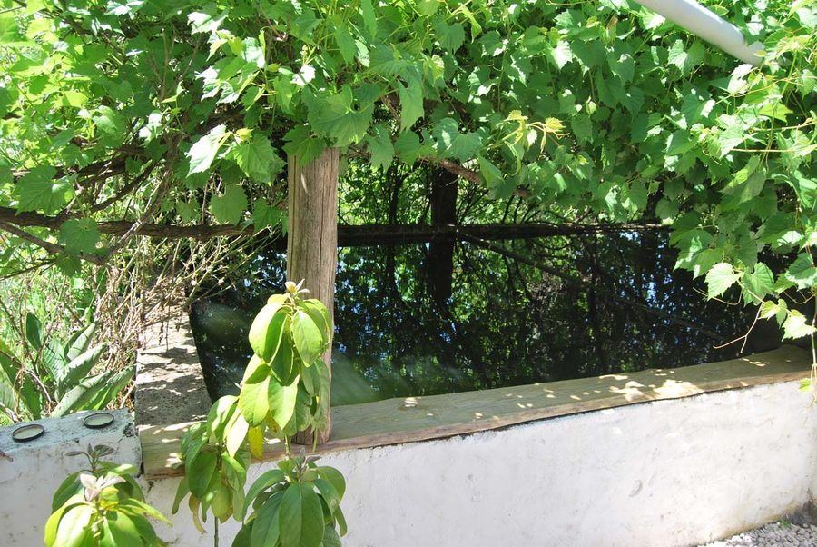 The fishtank — rainwater storage, under the vines